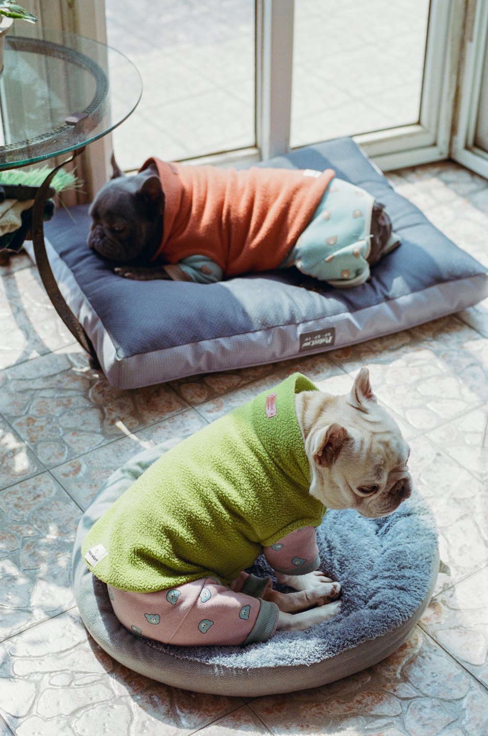 Two French bulldogs in colorful outfits resting on pet beds.