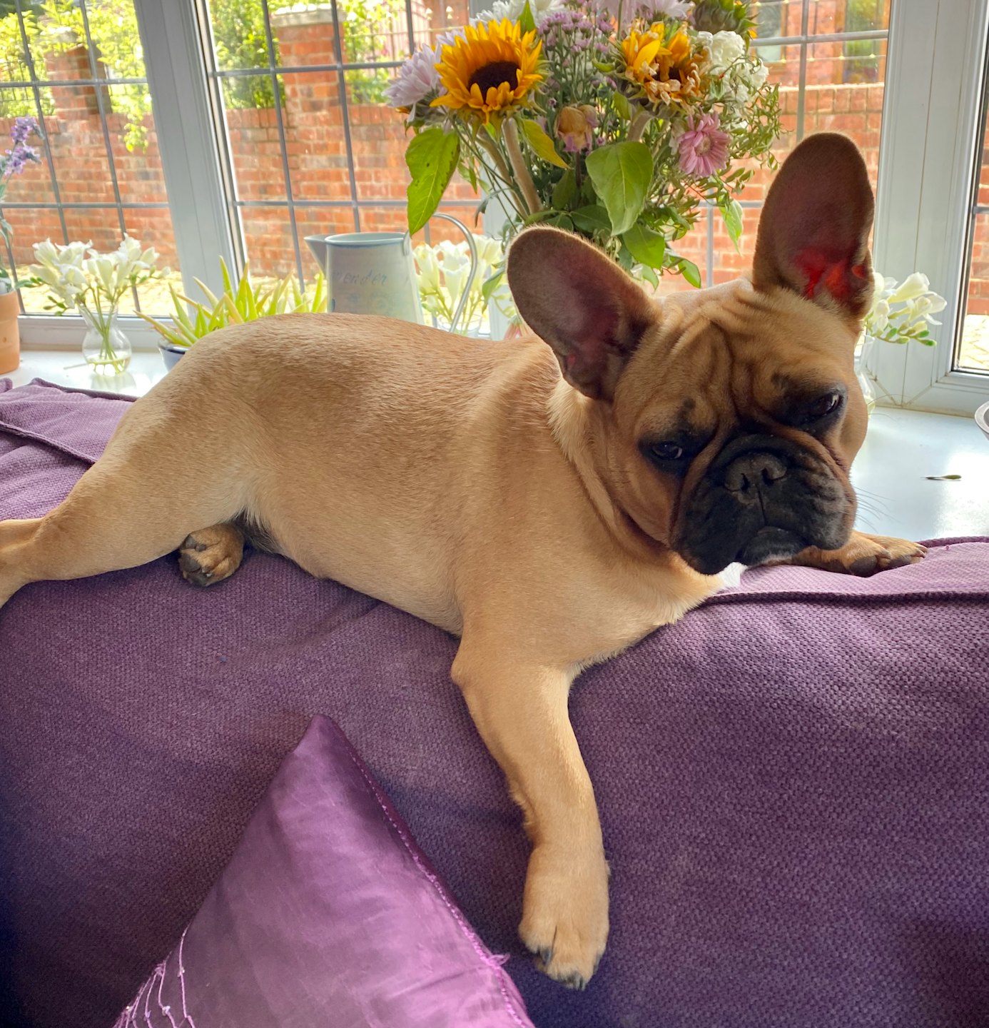French bulldog resting on a purple sofa near a sunny window.