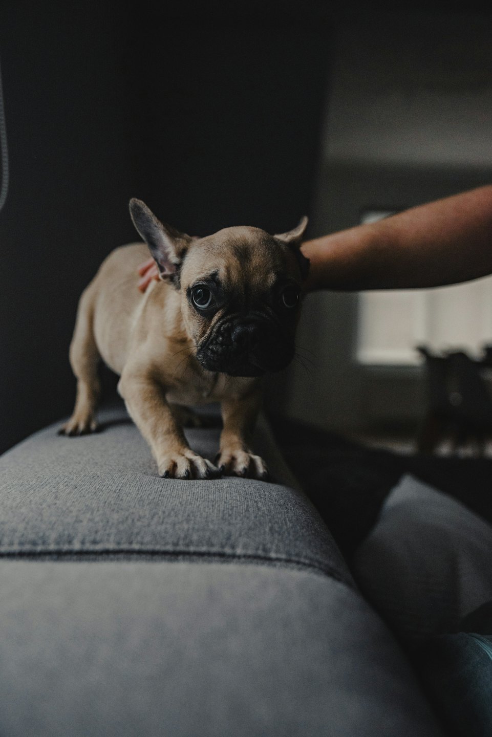 A French Bulldog puppy stands on a couch while being petted.