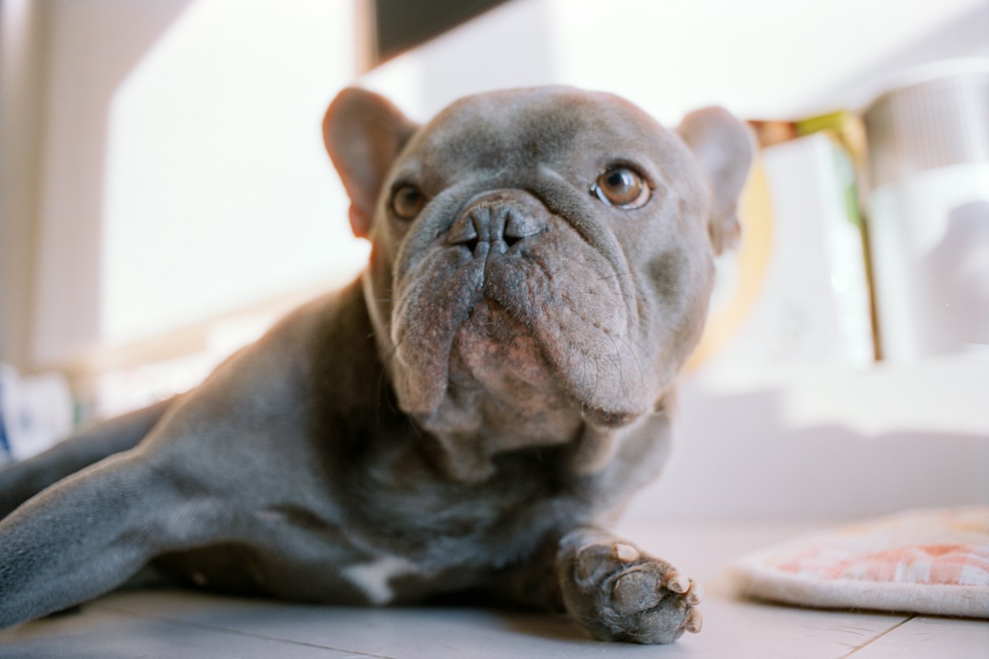 Blue French Bulldog lying on the floor looking forward.