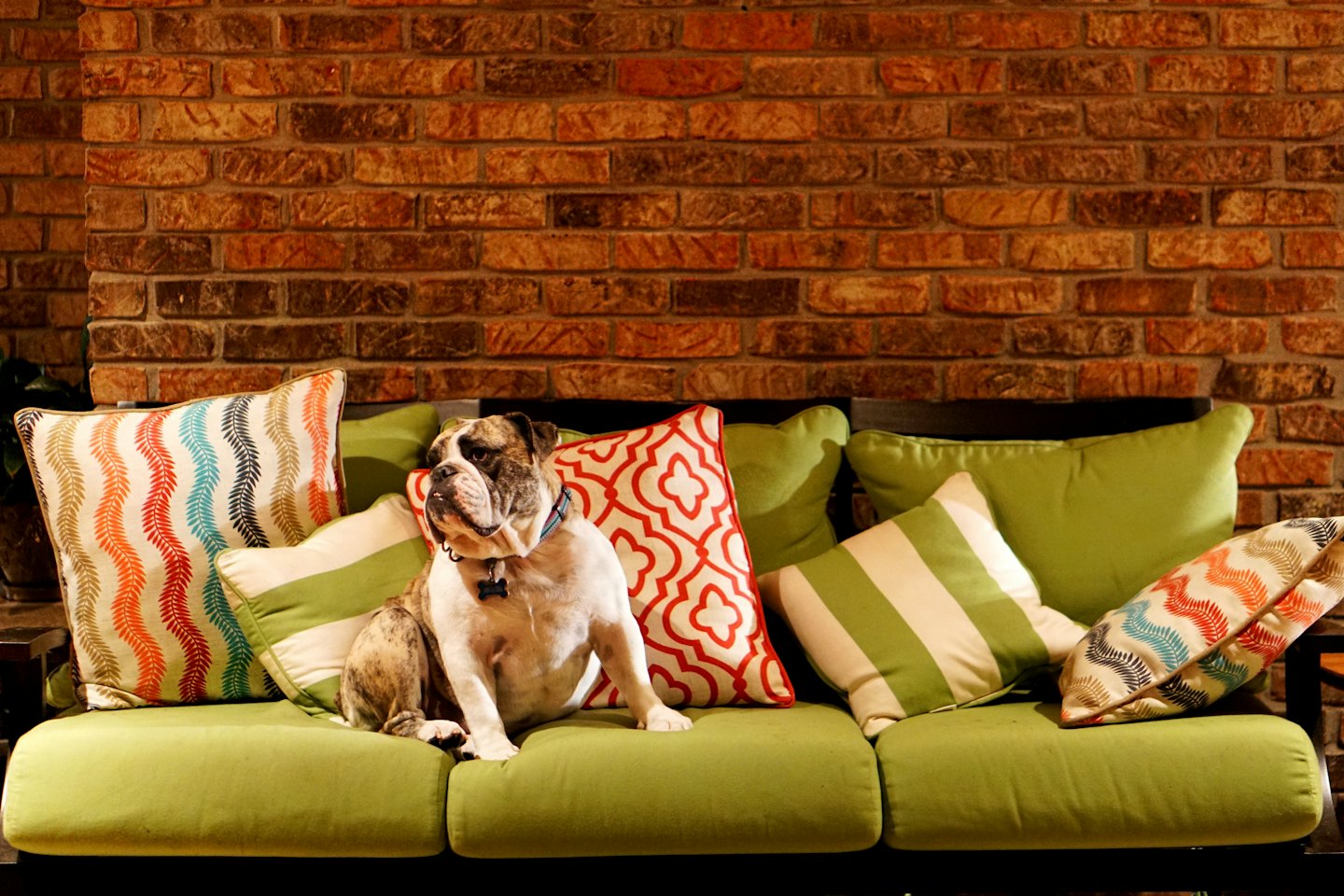 A brindle and white bulldog sits on a green outdoor sofa.