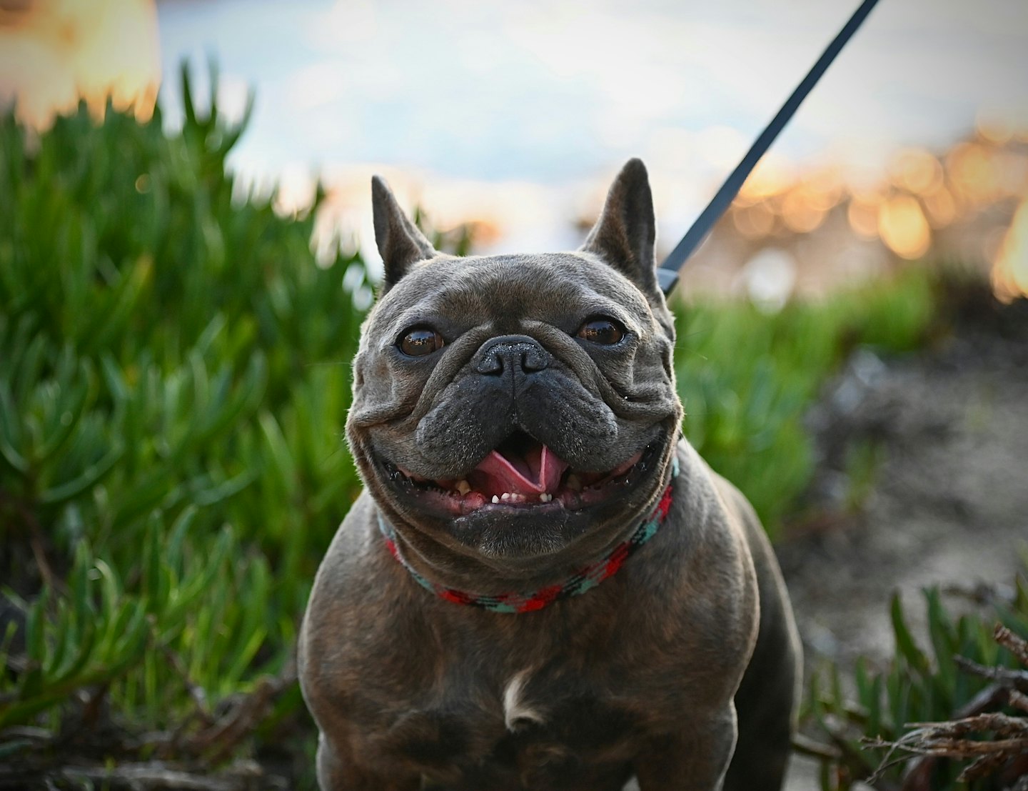 Brindle French Bulldog wearing a patterned collar sitting outside.