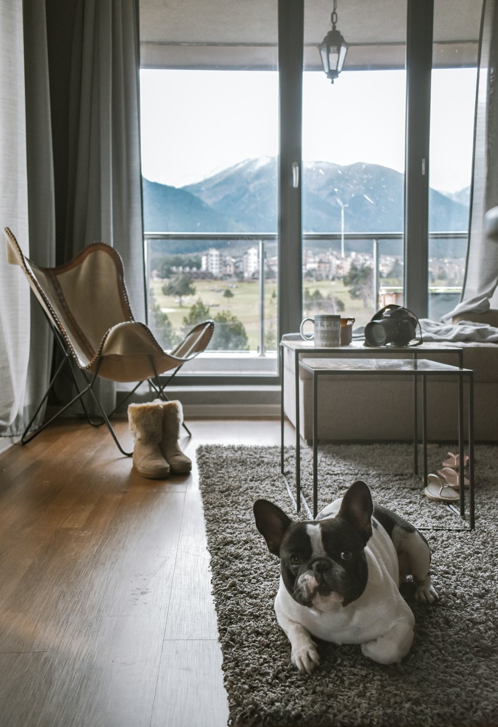 French bulldog resting on a grey rug with mountains outside.