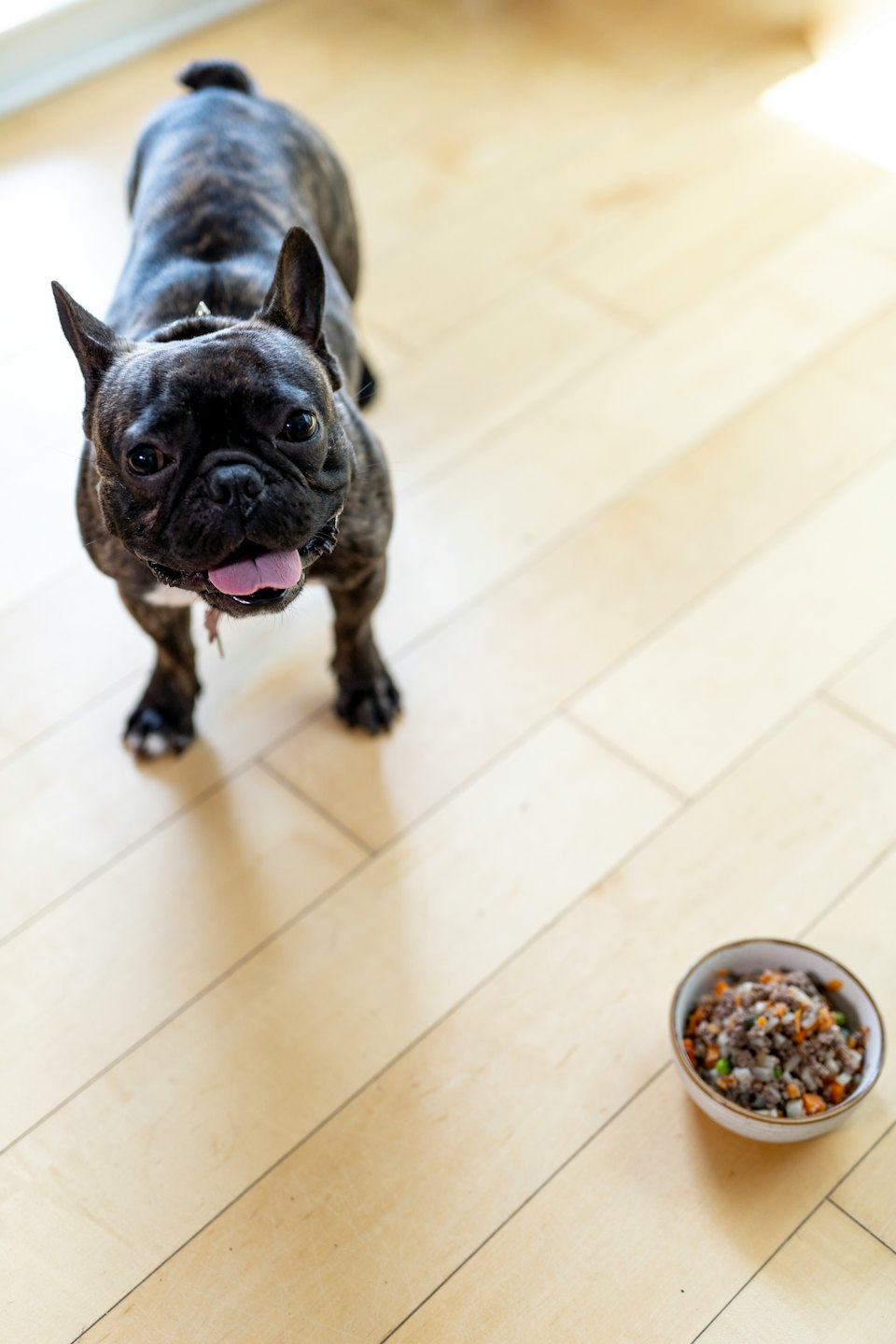 Brindle French Bulldog stands by a bowl of dog food.