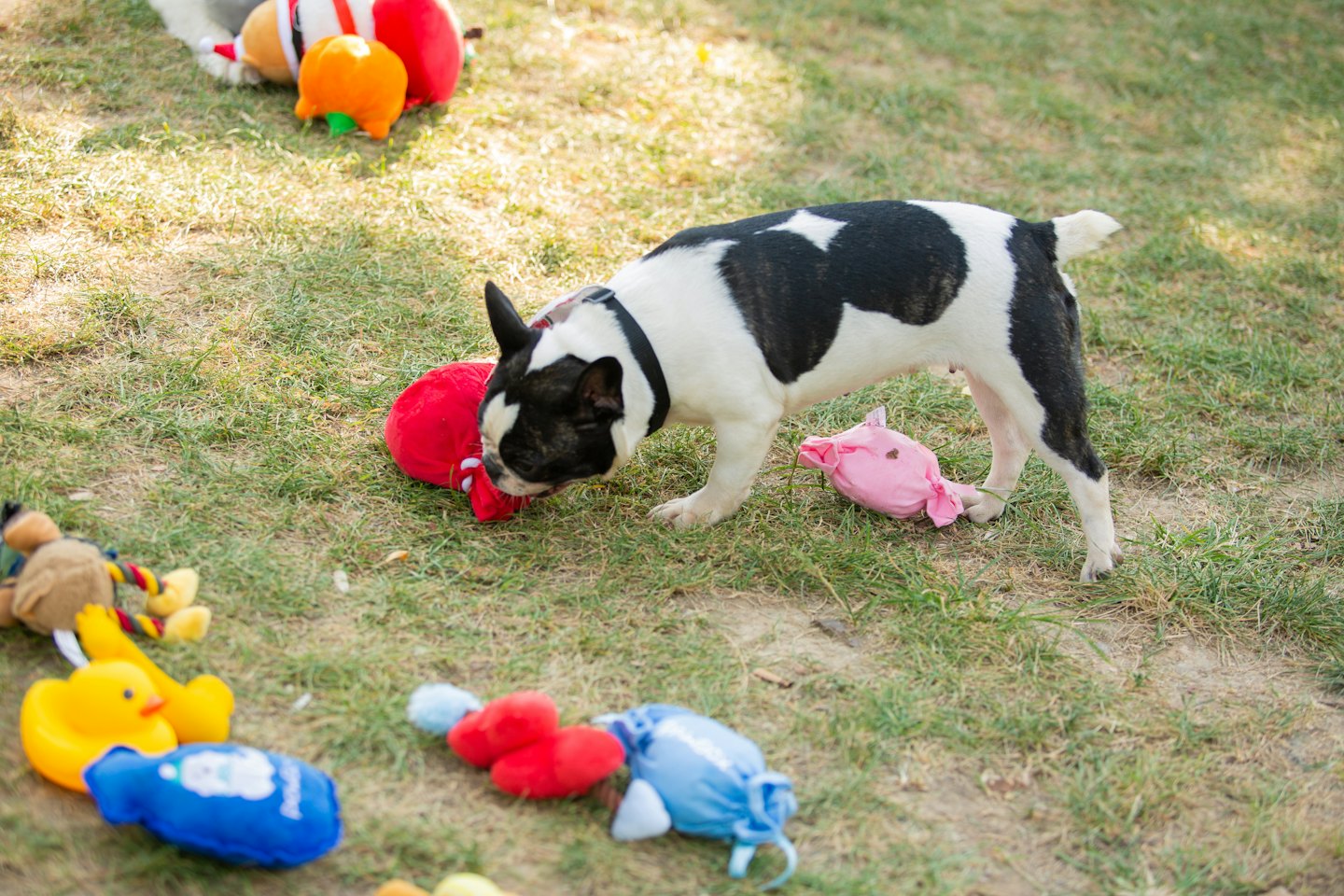 French bulldog playing with toys on a green lawn.