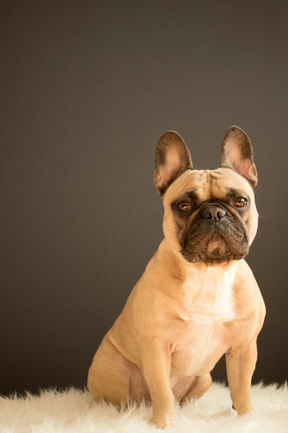 A fawn French Bulldog sits on a white rug.