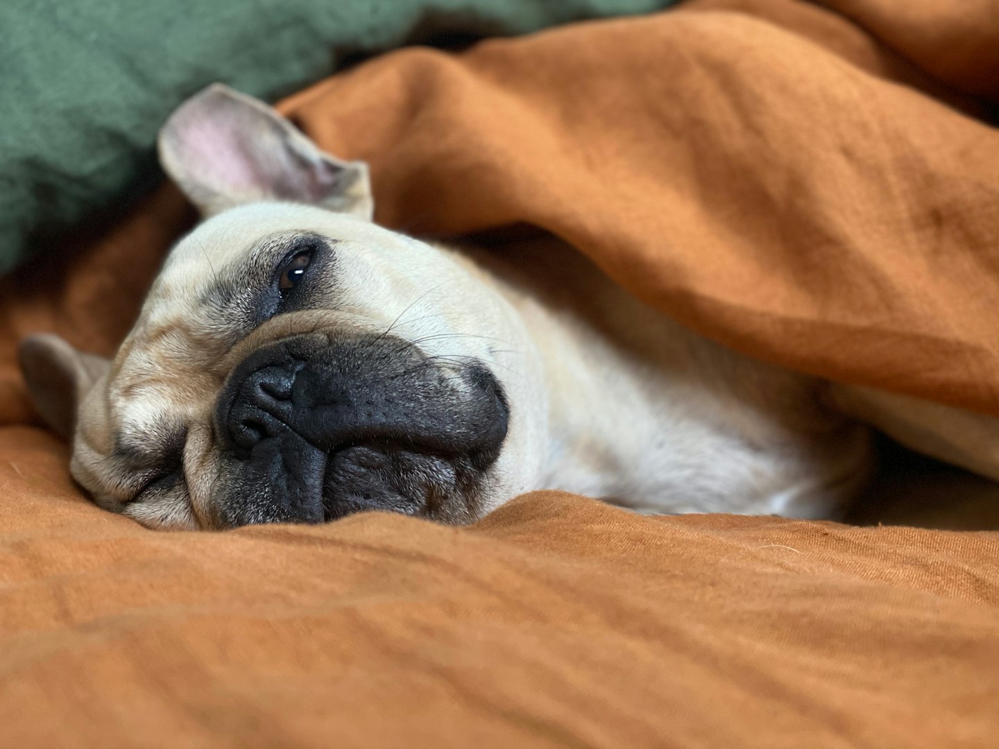 A fawn French Bulldog resting comfortably under a rust-colored blanket.