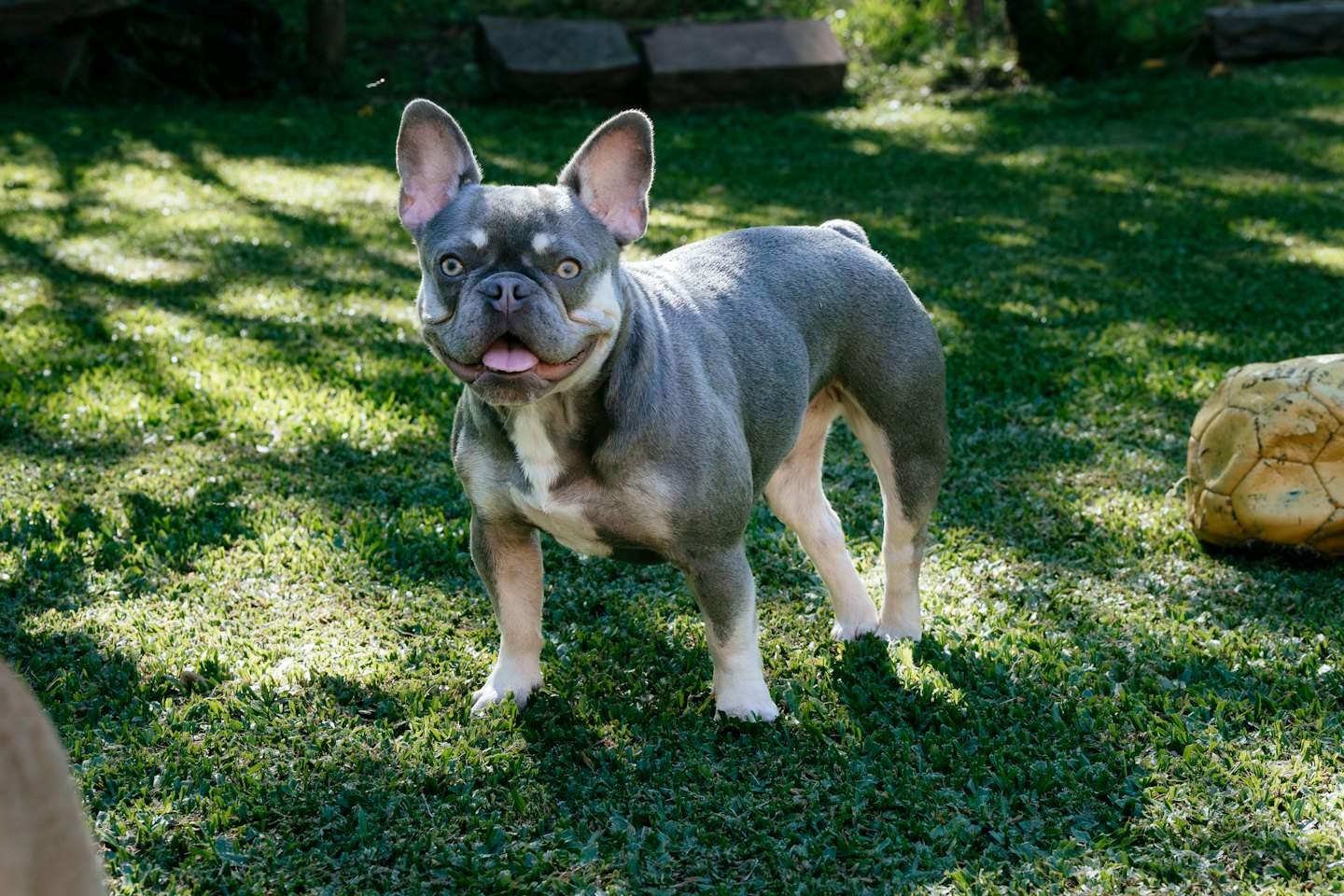 A French Bulldog stands on green grass with its tongue out.