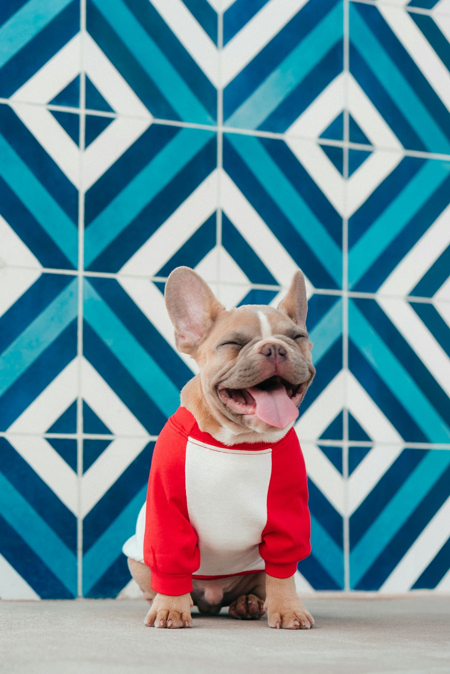 Top Nutrition Tips for a Thriving French Bulldog