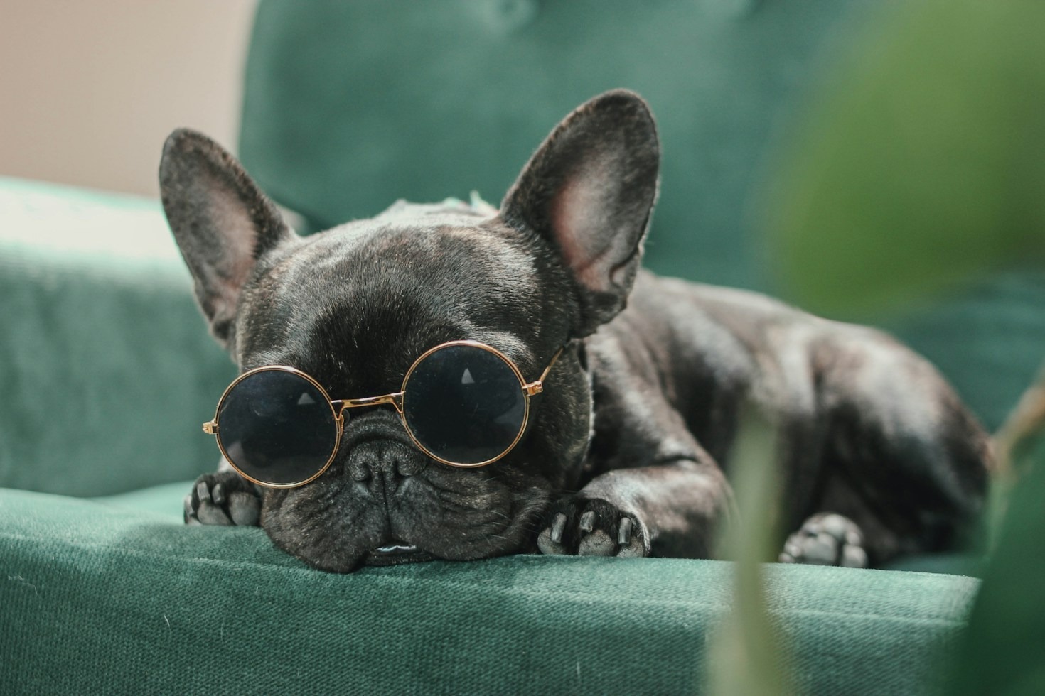 Essential Daily Grooming Routines for French Bulldogs