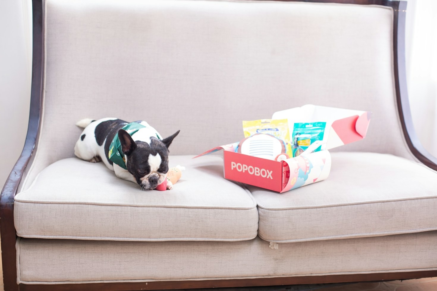 How to Keep Your French Bulldog Safe During Summer