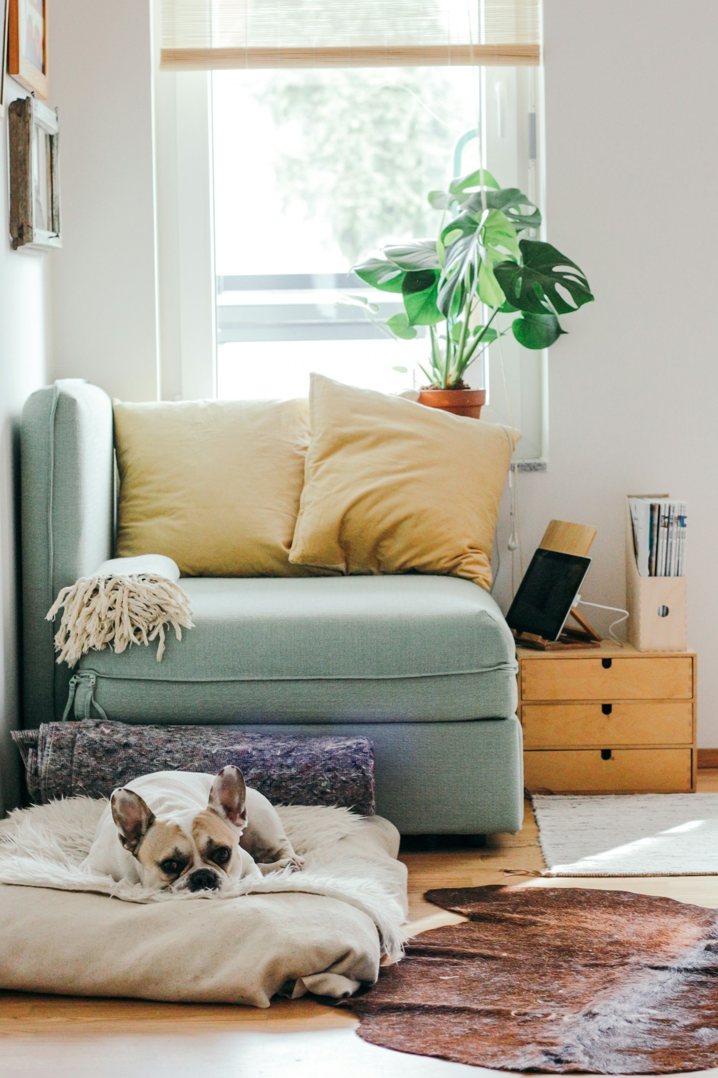 Common Frenchie Health Challenges and Prevention Tips