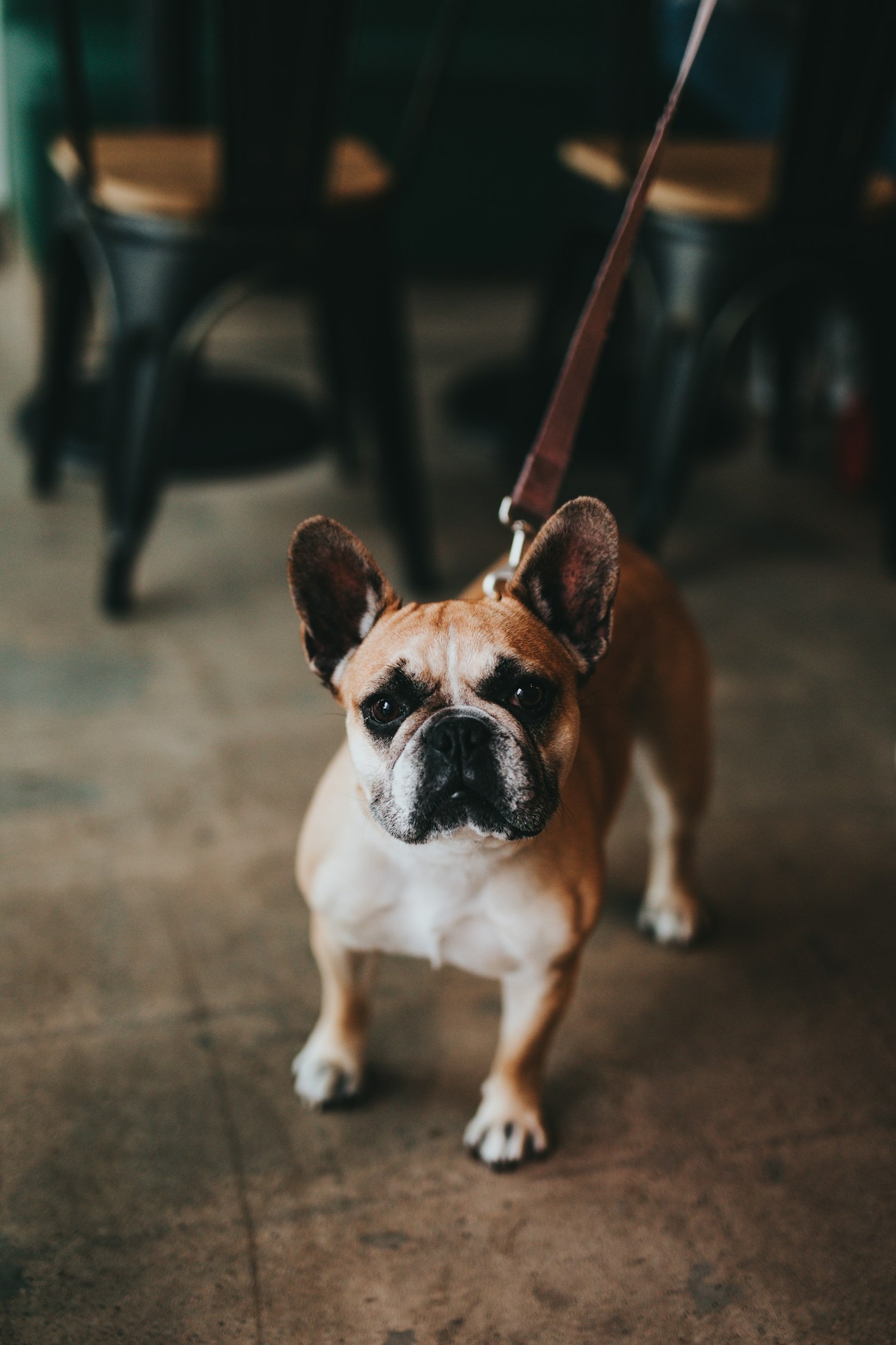 The Ultimate New Puppy Checklist for Frenchie Owners
