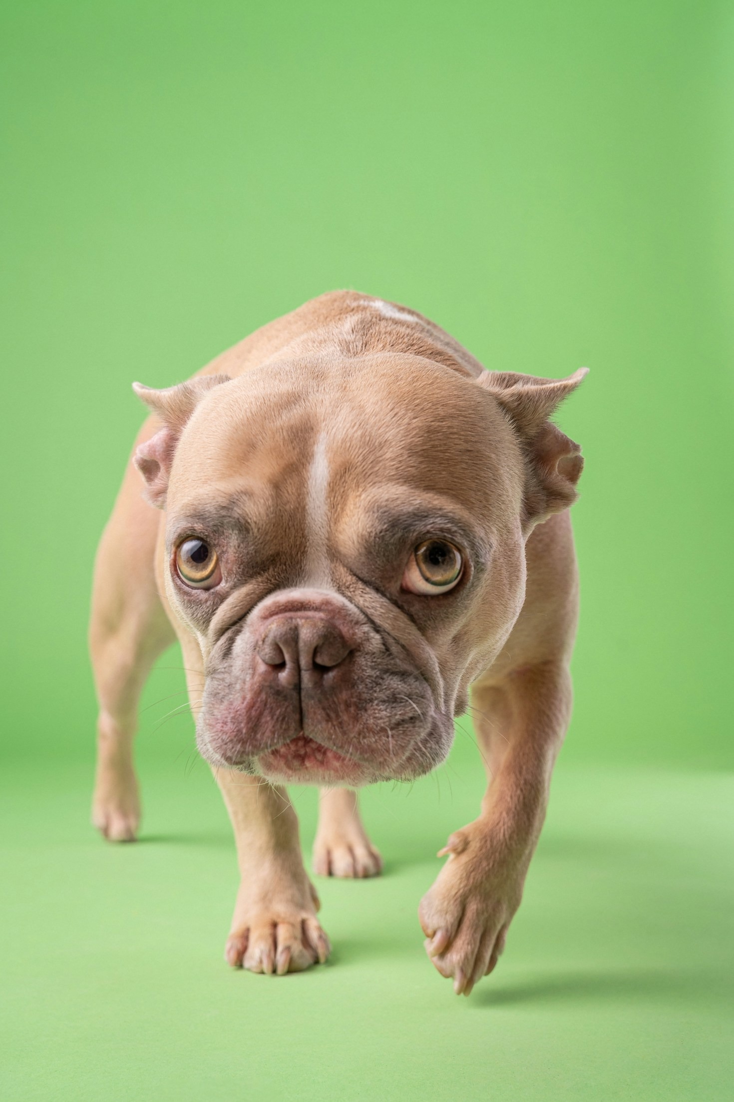 Decoding French Bulldog Sounds and Quirky Behaviors